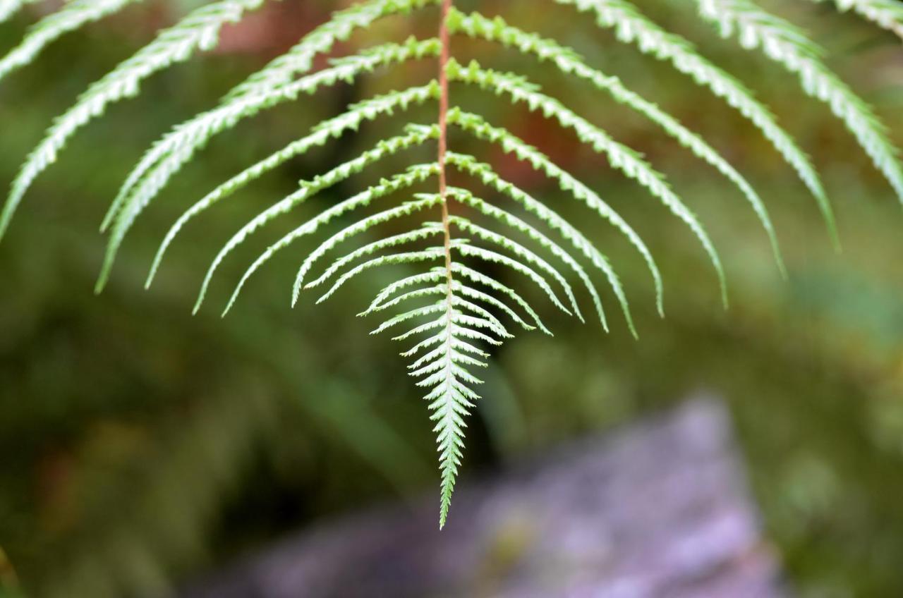 Rainforest Deluxe Franz Josef Luaran gambar